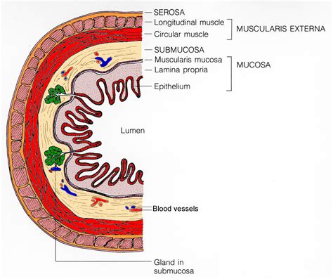 Colon and Rectal Cancer | CancerQuest