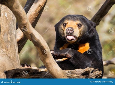 Sun Bear Tongue stock image. Image of funny, beast, tongue - 41421645