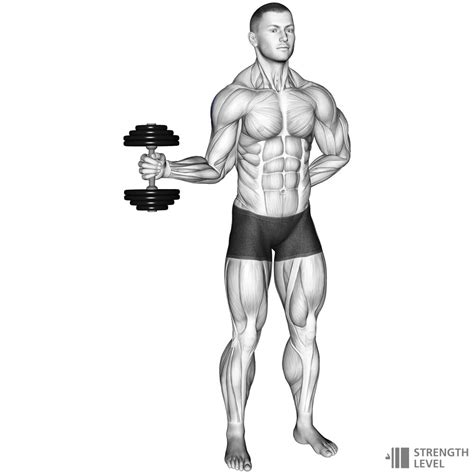 Dumbbell External Rotation Standards for Men and Women (lb) - Strength Level