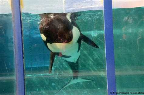 Let Morgan the Orca Go Home! | PETA Latino