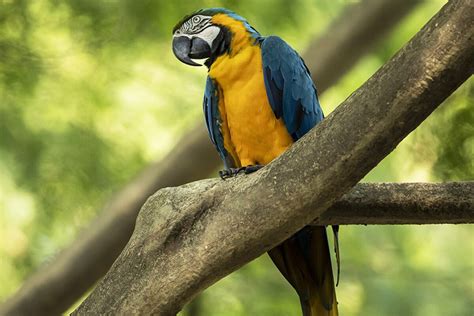 Juliet, the last wild macaw in Rio, is lonely and looking for her Romeo ...