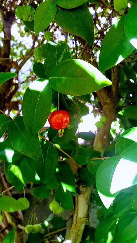 Pitanga The Surinam Cherry Photograph by Irit O Fridman - Fine Art America