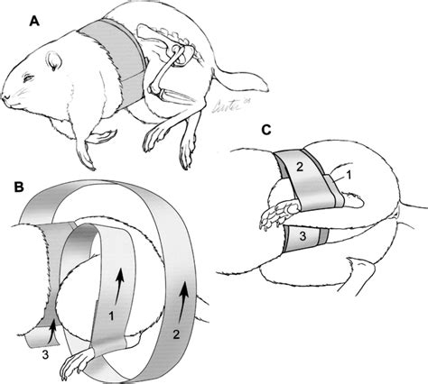 HIP LUXATION IN A WOODCHUCK (MARMOTA MONAX): SUCCESSFUL TREATMENT BY CLOSED REDUCTION AND A ...