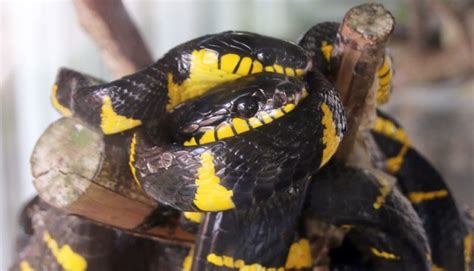 Banded Krait (Overview) - SnakeTracks.com