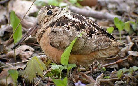 Point Pelee National Park Events: Free Admission Day,Dark Sky Nights & More • Angie's Ontario ...