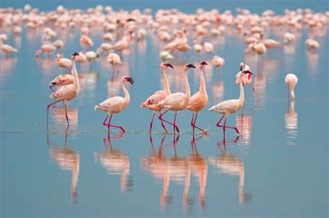 Lesser Flamingos Walking At Nakuru Lake | Flamingo Facts and Information