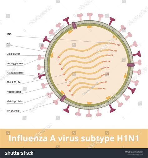 Influenza Virus Subtype H1n1 Orthomyxovirus That Stock Vector (Royalty ...