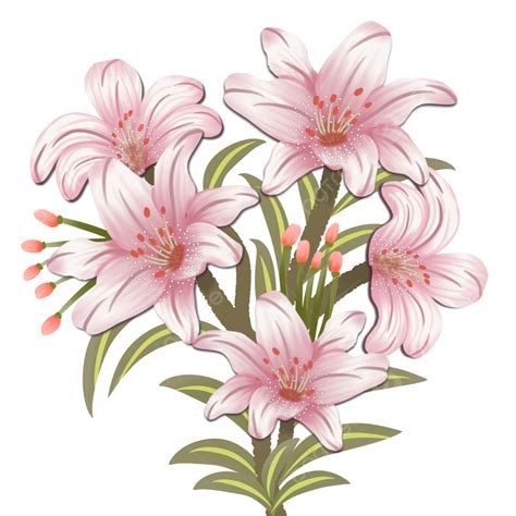 Pink Lily Flower Transparent Png Clip Art Image Pink Lily – NBKomputer