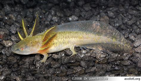 Barred Tiger Salamander Larvae