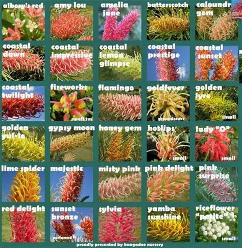 Australian Plants Names