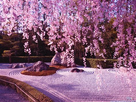 Sakura en el templo Ninnaji - Kyoto | FUTONIA Naturaleza | Pinterest ...