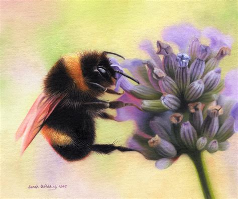 Bumble bee on Lavender Painting by Sarah Stribbling - Fine Art America