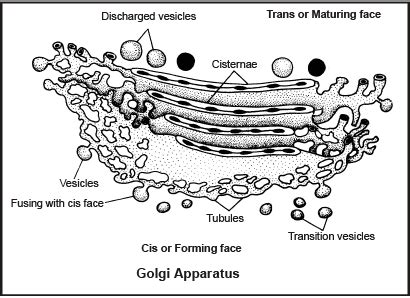 Golgi Complex and Lysosomes NEET Notes | EduRev