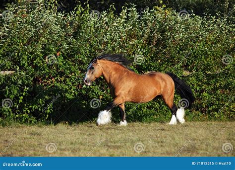 Bay Shire Horse - Galloping on Meadow Stock Image - Image of grass ...