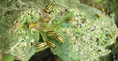 Cucumber Beetles | USU