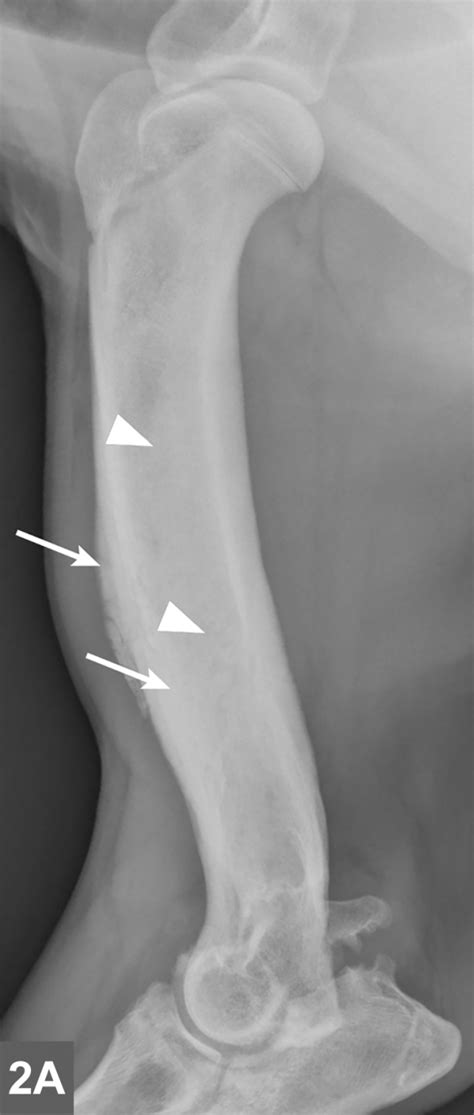 Complete Guide to Panosteitis in Dogs | Clinician's Brief