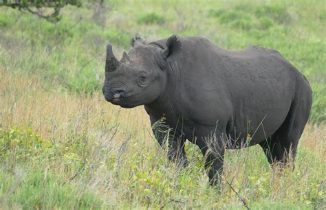 Black Rhino (Diceros bicornis) | Eastern Shores, iSimangalis… | Flickr