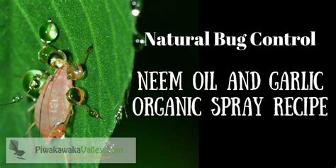 Organic Pest Eradication | Garlic and Neem oil Spray Recipe | Kill Aphids & Whitefly | Neem oil ...