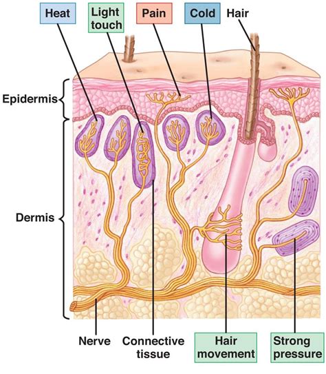 Science Inspiration: Touch and Pain