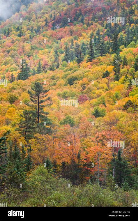 USA, New Hampshire, White Mountains, Crawford Notch, fall foliage by ...