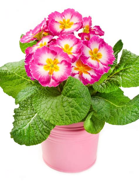 The Primrose Houseplant - How To Grow Primrose Indoors