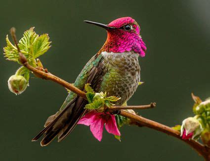 Hummingbirds and Pollination