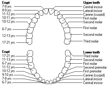 Our Journey into Parenthood: Toothy news