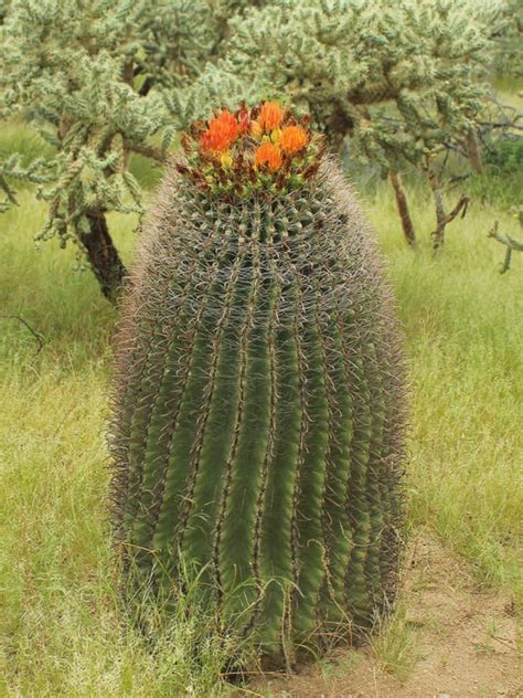 Ferocactus wislizeni - World of Succulents