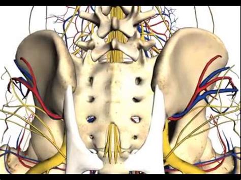 Anatomy of posterior iliac crest bone marrow biopsy - YouTube