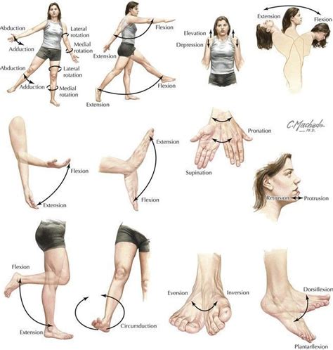 Anatomical Movements #bodymovement Anatomical Movements | Human anatomy and physiology, Human ...