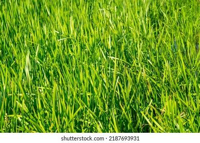 Background Tall Grass Texture Swamp Environment Stock Photo 2187693931 ...