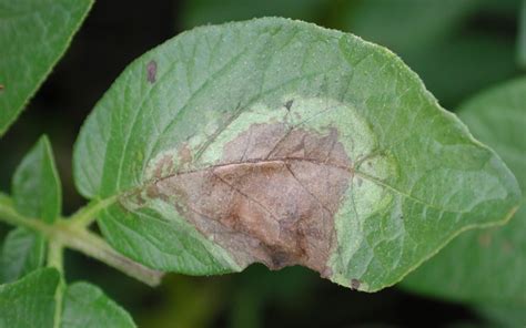 Potato Late Blight: Ever-present Disease – POTATOES NEWS