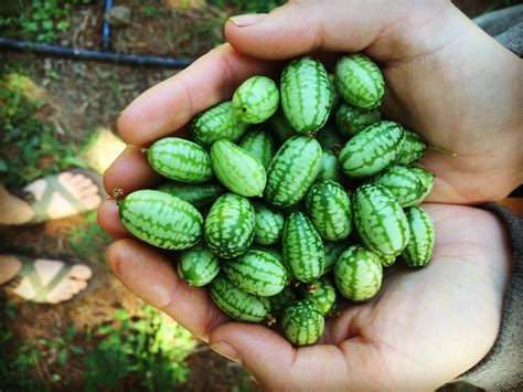 Mexican Sour Gherkins from my wife's farm! They look like 🍉 But taste like cucumbers! : r/gardening