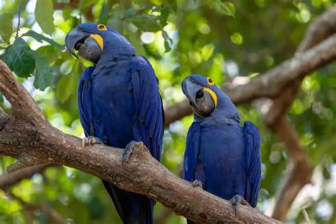 10 Surprising Hyacinth Macaw Interesting Facts -It Will Blow Your Mind