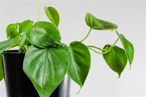 22 Indoor Vine Plants That Look Great in the Home