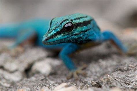 Williamsi Electric Blue Day Geckos for sale Williams blue cave gecko for sale online where to ...