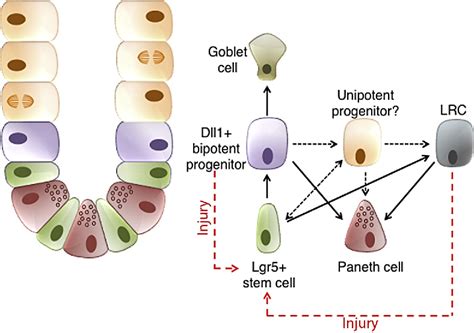 Figure 3.4 from Intestinal stem cells and their defining niche. | Semantic Scholar