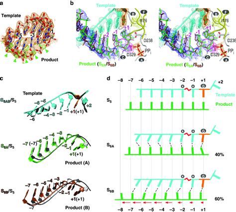 A structure of RdRP translocation intermediate contains two alternative... | Download Scientific ...