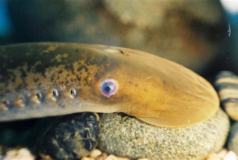 Sea lamprey (Invasive Species of Ohio) · iNaturalist