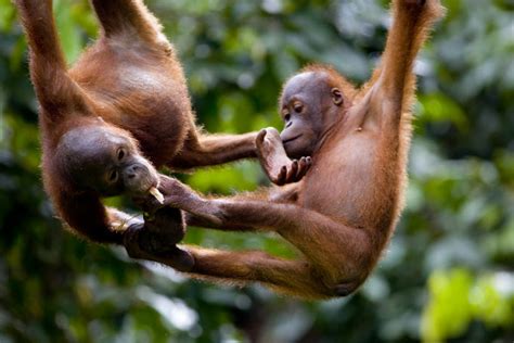 Wildlife in Malaysia - Lonely Planet Travel Information