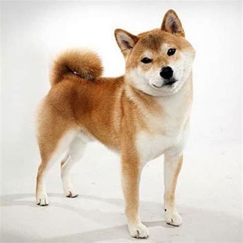 How Much Should A Shiba Inu Weight | 09rosaline