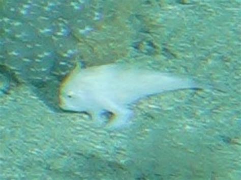 CSIRO researchers spot narrowbody handfish for first time in 25 years | The Courier Mail