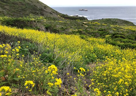 Wild Mustard Identification - Foraging For Common Edible Weeds — Good Life Revival