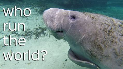 Every Day Should Be Manatee Appreciation Day | PETA