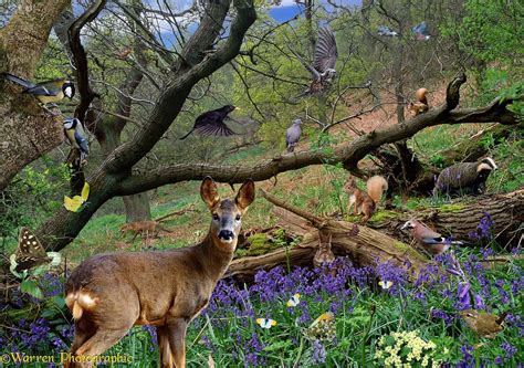 woodland animals scene | Woodland scene, Woodland animals, Bluebells