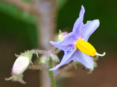 Wild Brinjal Flower.. | Photographed on Umbraj-Chiplun road … | Flickr