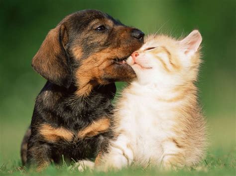 Dogs are smarter than cats, study finds - ABC News