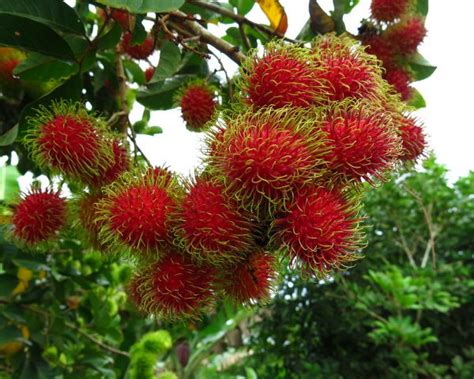 Rambutan Tree Fruit Plant in Bangladesh Home Delivery