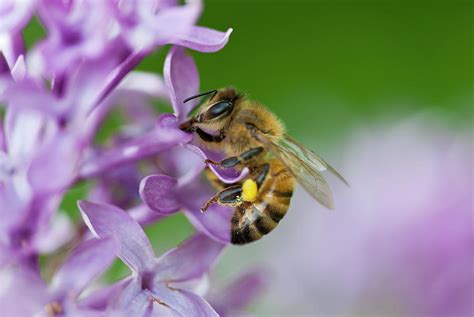 Honey Bee With A Pollen Basket by Ed Reschke