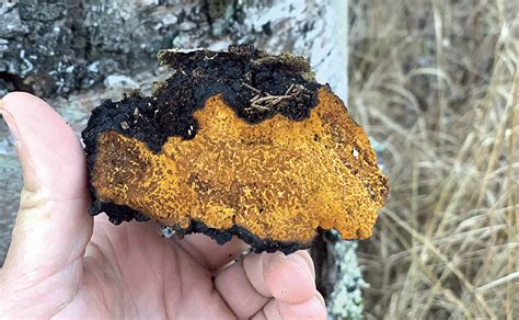 Harvesting chaga: Nature’s hidden health elixir - Northern Wilds Magazine